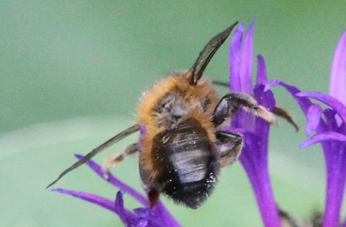 Megachile (circumcincta-nigriventris)